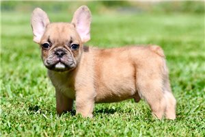 Ozzy - French Bulldog for sale