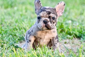 Felix - French Bulldog for sale