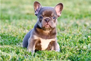 Ginny - French Bulldog for sale