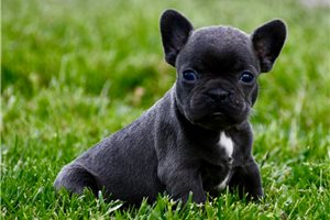 Kylie - French Bulldog for sale