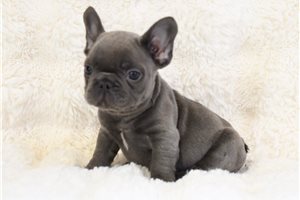 Ruth - French Bulldog for sale