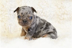 Imani - puppy for sale