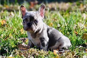 Annie - French Bulldog for sale