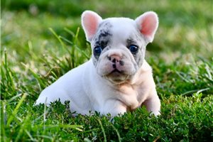 Hamlet - French Bulldog for sale