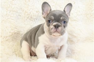 Gretchen - French Bulldog for sale