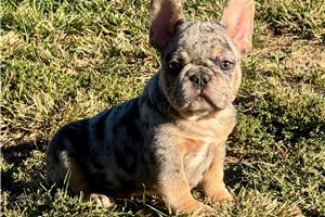 Maestro - French Bulldog for sale