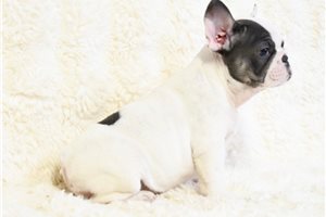 April - French Bulldog for sale