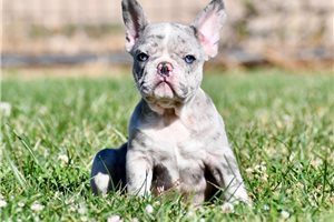 Beau - French Bulldog for sale