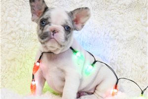 Ashby - French Bulldog for sale