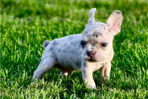 Perry - puppy for sale