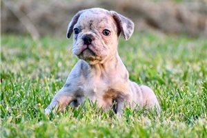 Baylor - puppy for sale