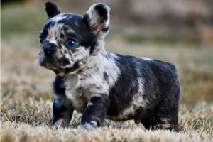 Hitchcock - French Bulldog for sale