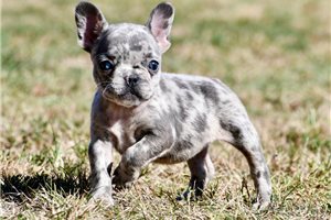 Nessie - French Bulldog for sale