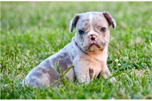 Beau - puppy for sale