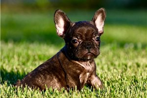 Bessie - puppy for sale