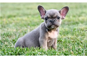 Cinder - French Bulldog for sale