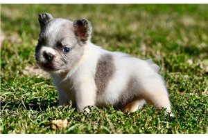 Tator - French Bulldog for sale
