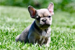Colter - puppy for sale