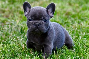 Kale - French Bulldog for sale