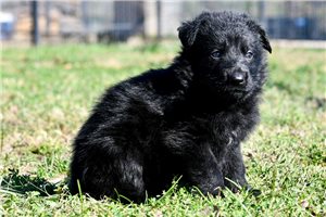 Howard - puppy for sale