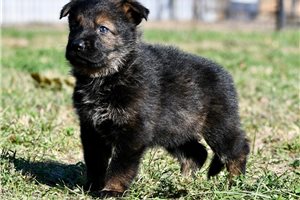 Penny - puppy for sale