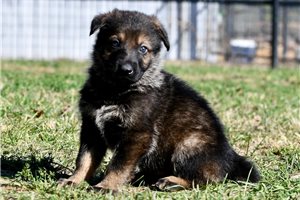 Leonard - German Shepherd for sale