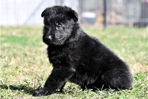 Sheldon - puppy for sale