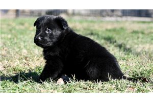 Stuart - puppy for sale