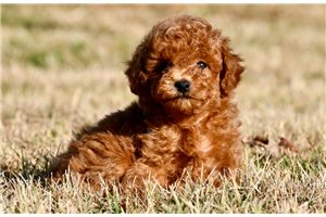 Jethro - Poodle, Miniature, placed in Springfield