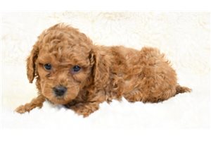Ellen - Poodle, Miniature for sale