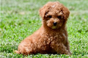 Davey - puppy for sale