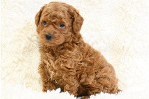 Silas - Poodle, Miniature for sale