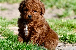 Gracie - Poodle, Miniature for sale