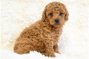 Elvis - Poodle, Miniature for sale