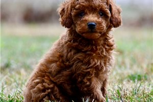 Jude - Poodle, Miniature, placed in Springfield