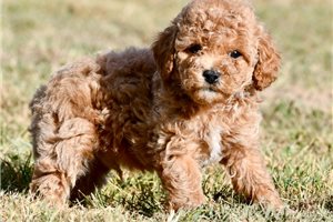 Emerson - Poodle, Miniature, placed in Springfield