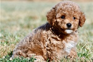 Elwood - puppy for sale