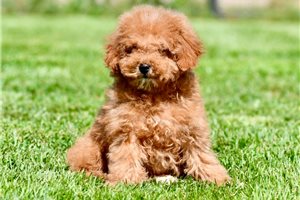 Davey - Poodle, Miniature for sale