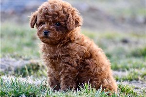 Sawyer - Poodle, Miniature for sale