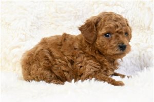 Sage - Poodle, Miniature for sale