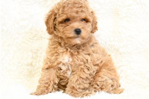 Emilio - Poodle, Miniature for sale