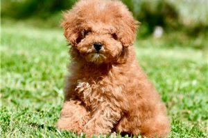 Vander - Miniature Poodle for sale
