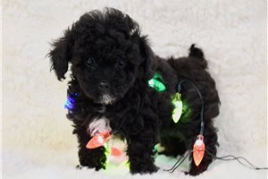 Peter - Poodle, Miniature for sale