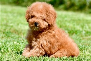 Davey - Poodle, Miniature for sale