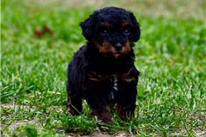 Parson - Poodle, Miniature for sale