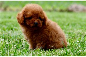 Doc - Poodle, Toy for sale