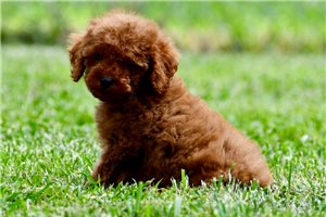 Denny - Poodle, Toy for sale