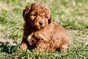 Rosmary - puppy for sale