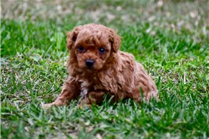 Parker - Poodle, Miniature for sale