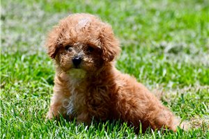 Dawn - Poodle, Toy for sale